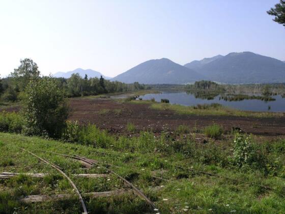 Moor erleben in der Nicklheimer Filze