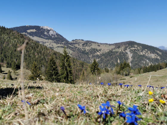 Audorfer Alm Kiefersfelden