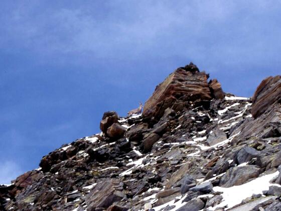 Steinbock am Talggenkopf 3.176m