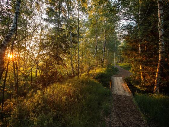 Abend in der Kendlmühlfilze