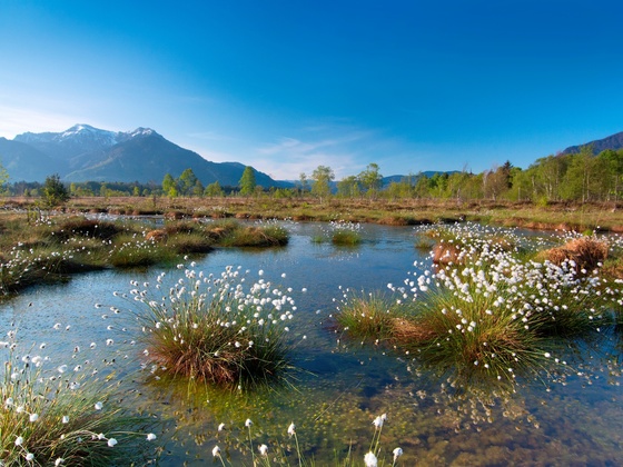 Wollgras in der Kendlmühlfilze