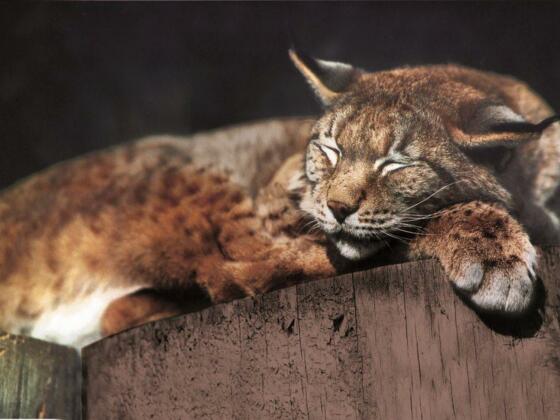 Wild und Freizeitpark Ferleiten