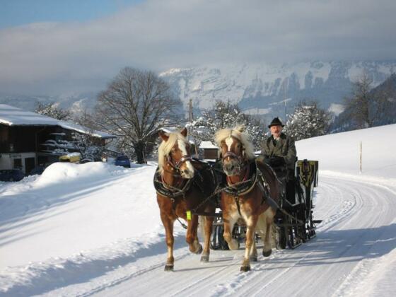 Pferdeschlittenfahrt
