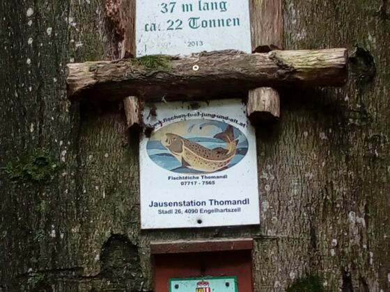 Buche Tomandl%2c Stadl 1