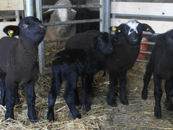 Schafe am Biobauernhof Roithhof in Scharnstein