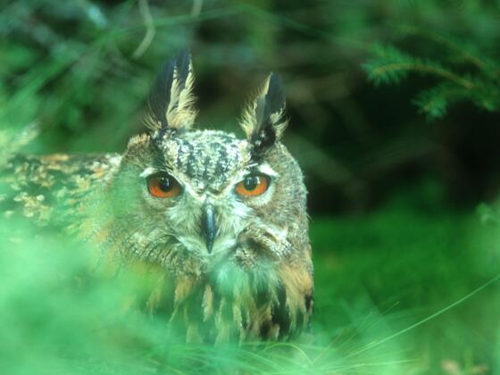 Uhu im Naturschutzgebiet