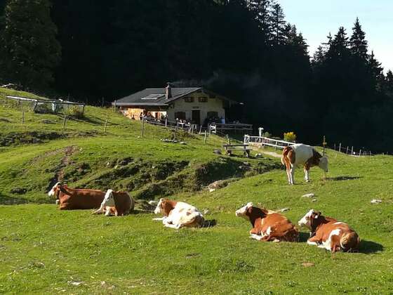 Staudacher Alm mit Kühen