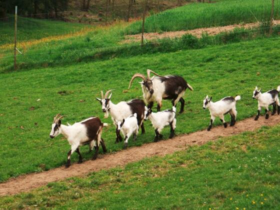 Arche-Hof mit Ziegen