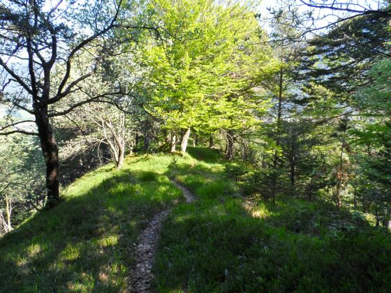 Bewaldete Bergkuppe