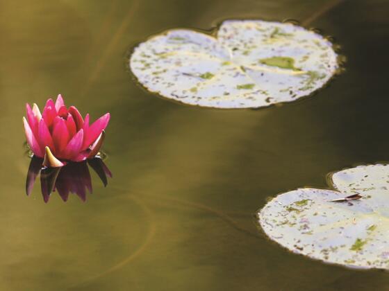 Seerosenblüte im Seemösl am Thumsee - Foto Kur-GmbH Bad Reichenhall / Bayerisch Gmain