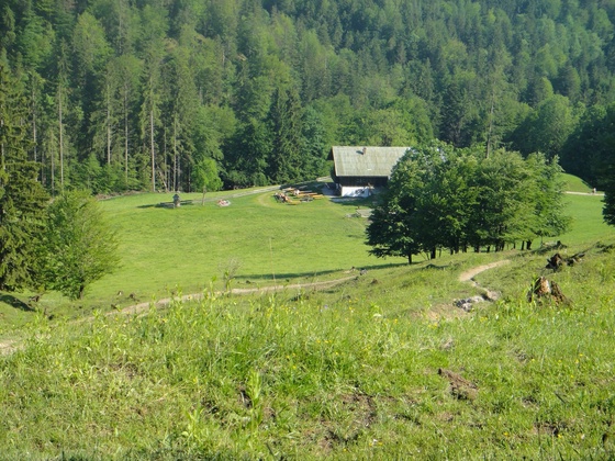 Trail zur Alm, danach gehts rechts auf den Zufahrtsweg