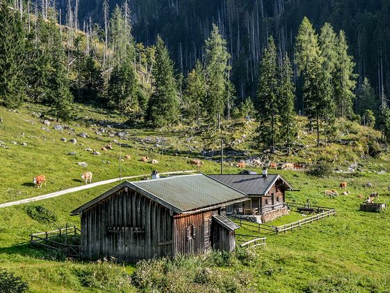 Die Gotzentalalm auf dem Weg zur Gotzenalm