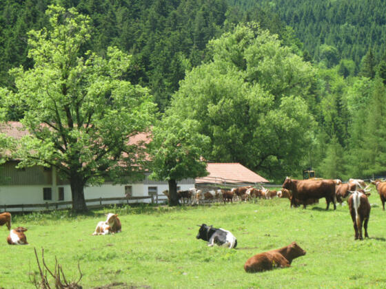 Schlipfgrubalm - © Chiemsee-Alpenland Tourismus