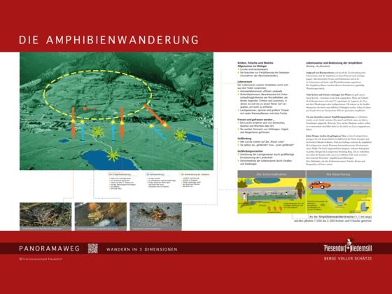 Die Amphibienwanderung