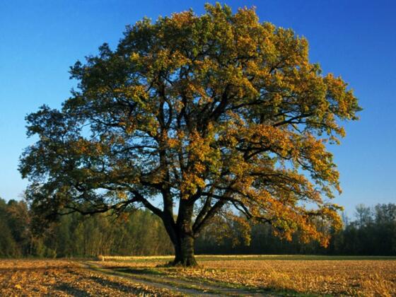 500-jährige Eiche