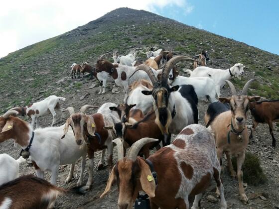 Meine neugierigen, vierbeinigen Begleiter am Tschingel.