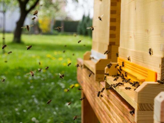 Bienenstock