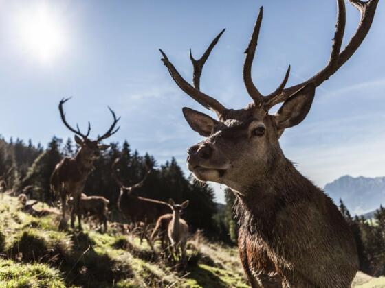 Wildgehege Maria Alm