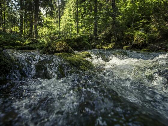 Bergbach - Kesselschwand Sommer