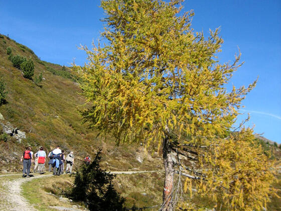 Der Weg von der Steinerlam zur Hochalm