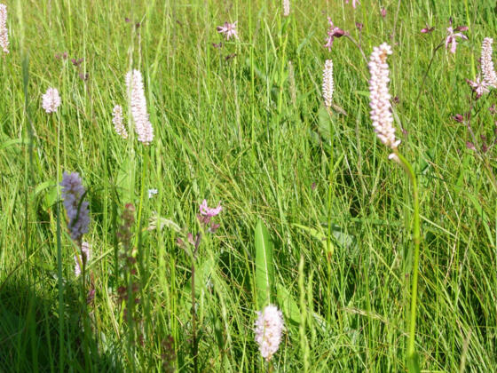 1. Innviertler Kräutergarten