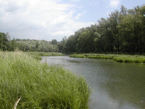 Entenlacke, Machland