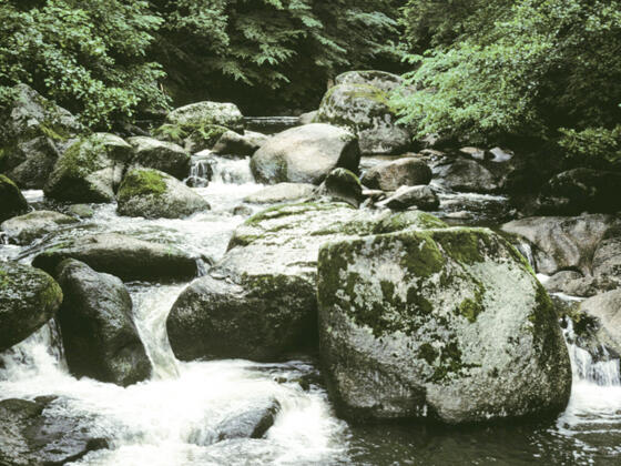 Pesenbachtal_Bachbett-des-Pesenbaches-mit-gro%c3%9fen-Blockstrukturen_c-Strauch-Michael_web