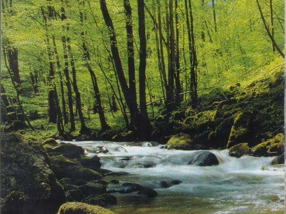Tal des Kleinen Kößlbaches