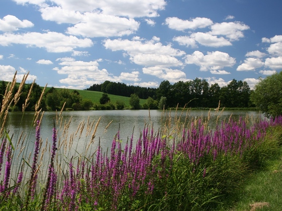 Winterweiher mit Fischereilehrpfad