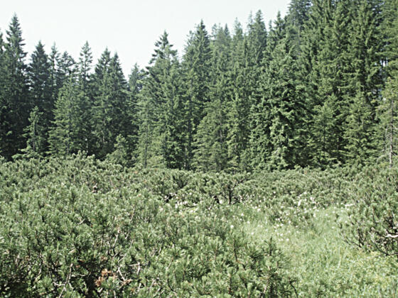 Atzmoos_dicht-mit-Latschen-bewachsener-Moorkoerper-umgeben-von-Fichtenwald_c-Limberger-josef_web