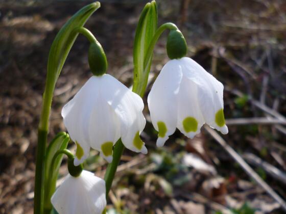 Haus am Strom Märzenbecher P1020624 kleiner.jpg