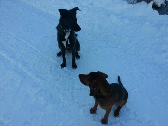 Hundespiel im Schnee