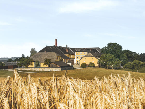 Brauerei mit Gerste