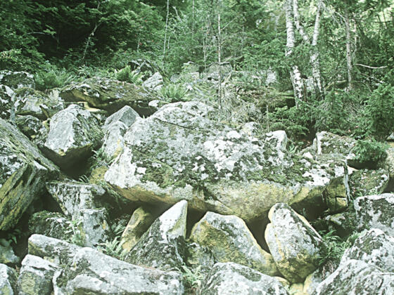 Hangwälder im Tal der Großen Mühl