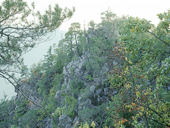 Predigtstuhl_Blick-auf-die-Felsenrippen-des-Predigtstuhls-mit-F%c3%b6hrenbewuchs_c-Limberger-Josef_web