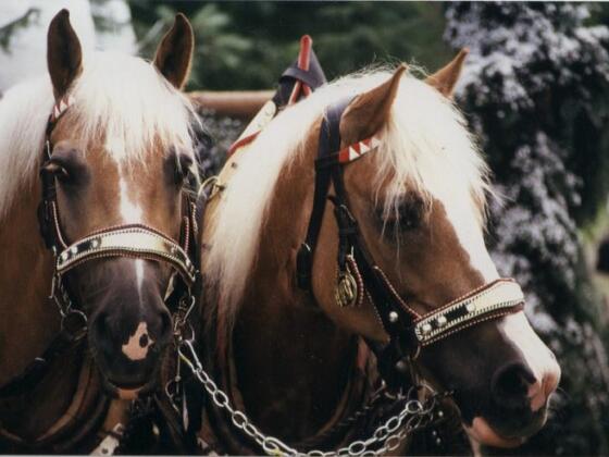 Pferde vom Reitstall Danzerhof.