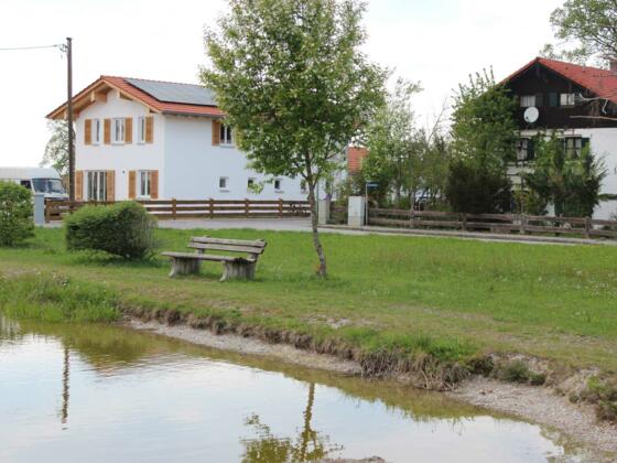 Der Weiher mit Enten, Fischen und Fröschen