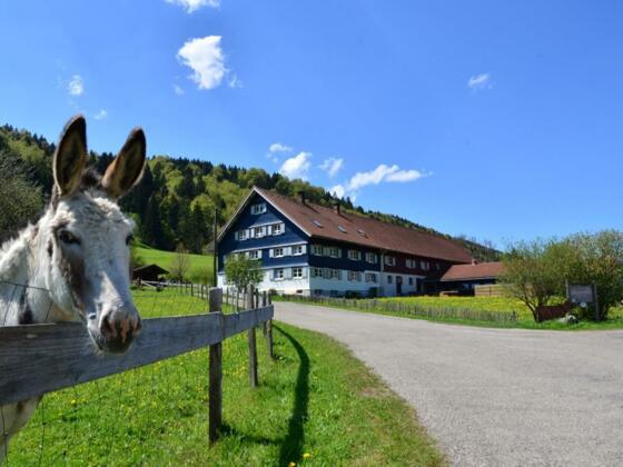 Esel Willi grüßt euch alle