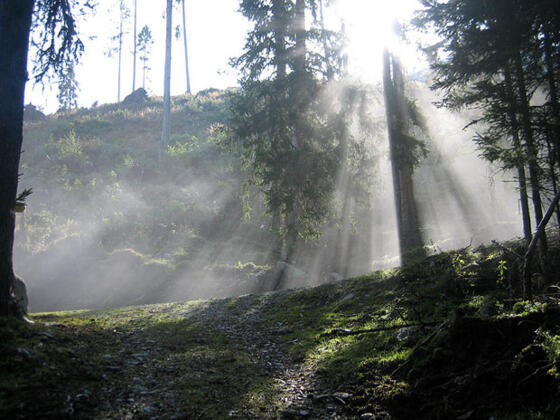 Aufstieg durch den Wald zur Karalm