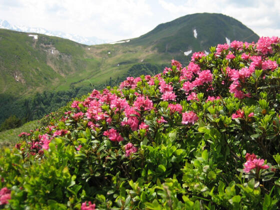 Almrosenblüte am Gaisstein