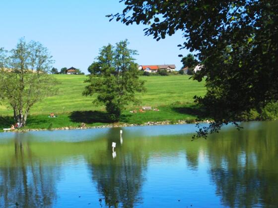 Natur erleben am Weiher