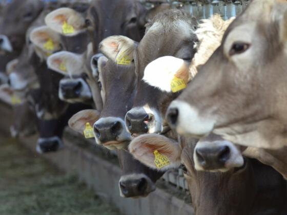 2012.03.21rosaliau.fewo2278