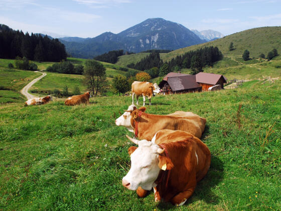 Anlaufalm im Reichraminger Hintergebirge