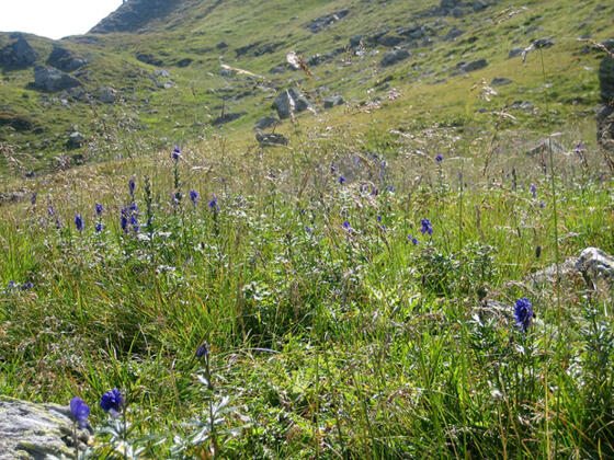 Aufstieg durch Almwiese