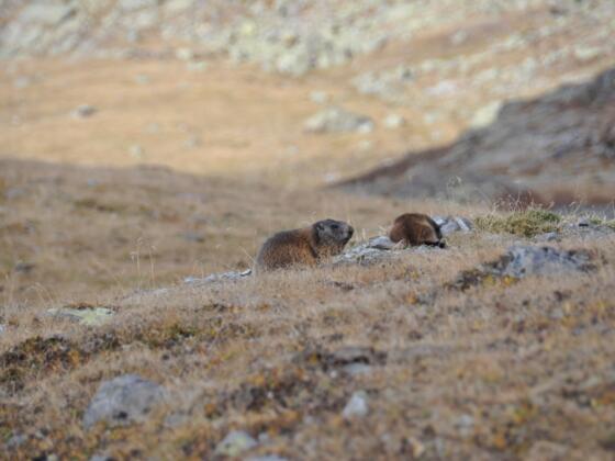 Murmeltiere im Zwieselbachtal