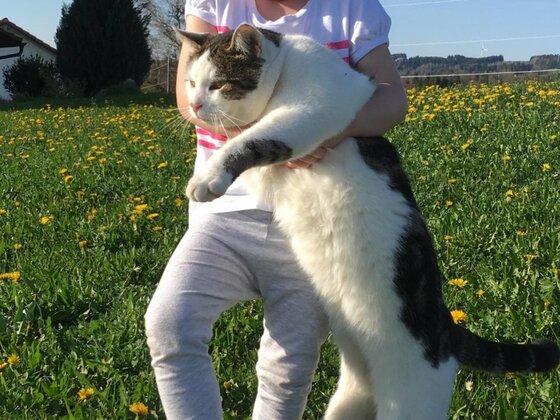 Unsere XXL-Katzen