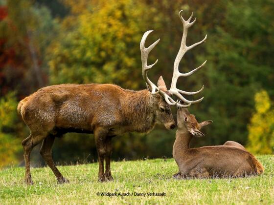 Wildpark Aurach bei Kitzbühel