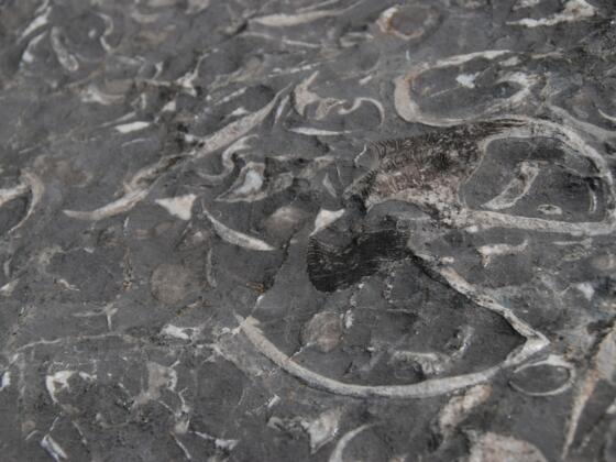 Zeitzeugen aus Stein