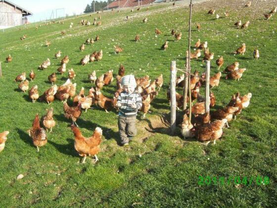 Freilandhühner Familie Riepertinger