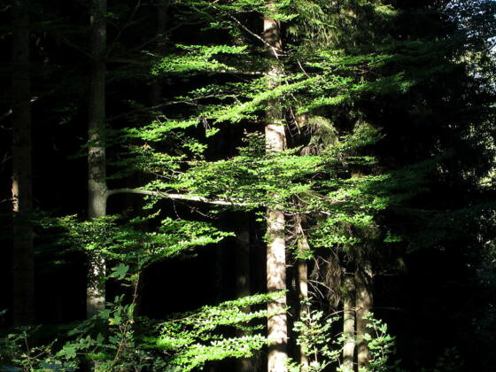 Auf der Forststraße